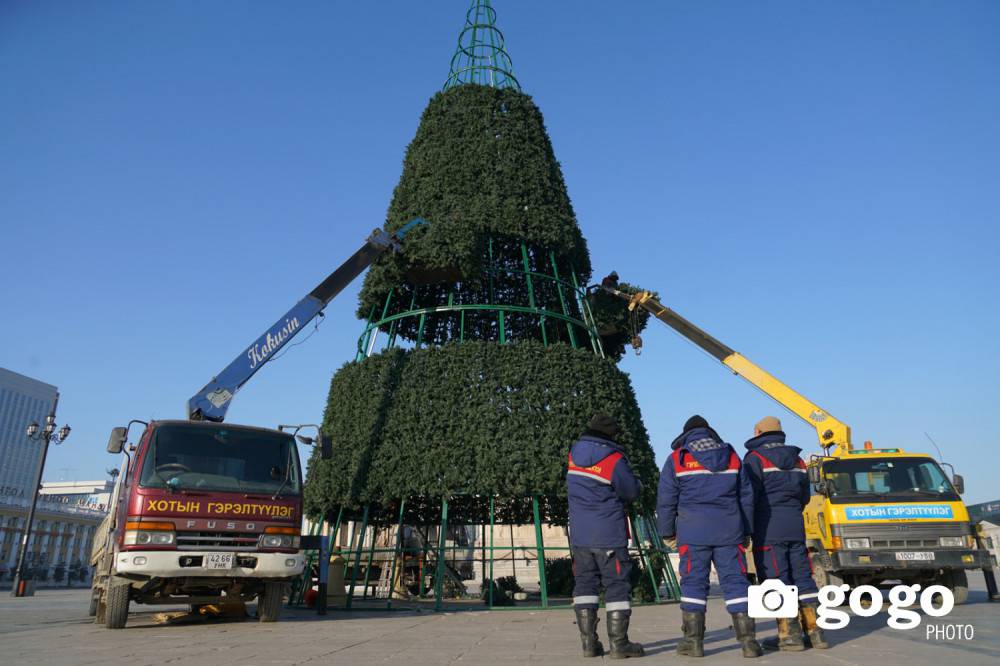 ФОТО: Төв талбайн сүлд модыг засаж байна