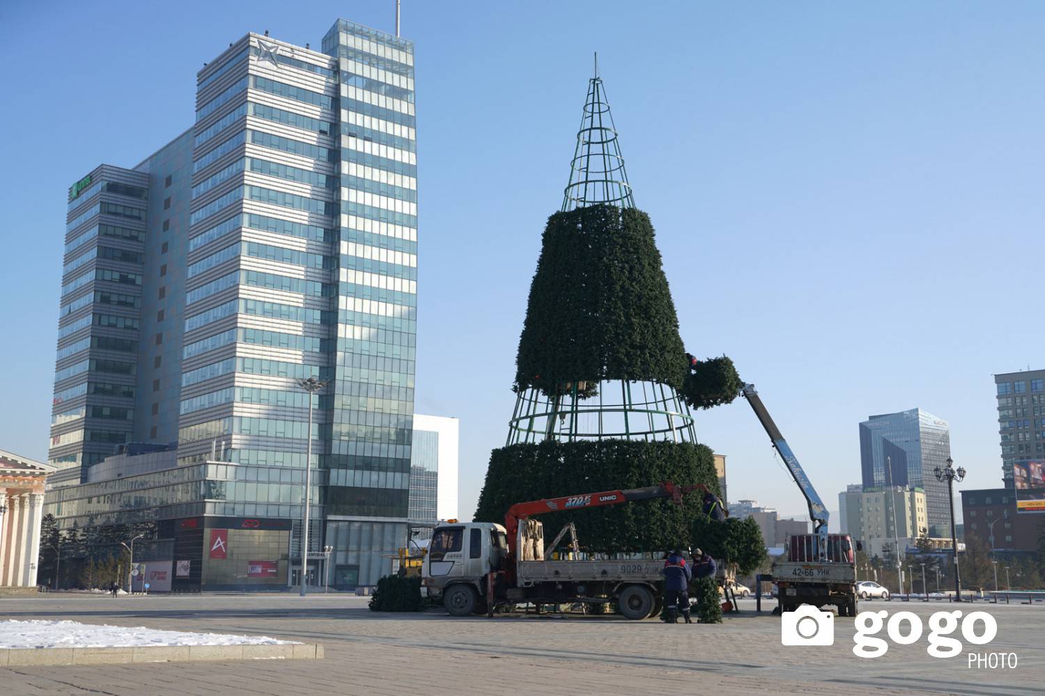 ФОТО: Төв талбайн сүлд модыг засаж байна