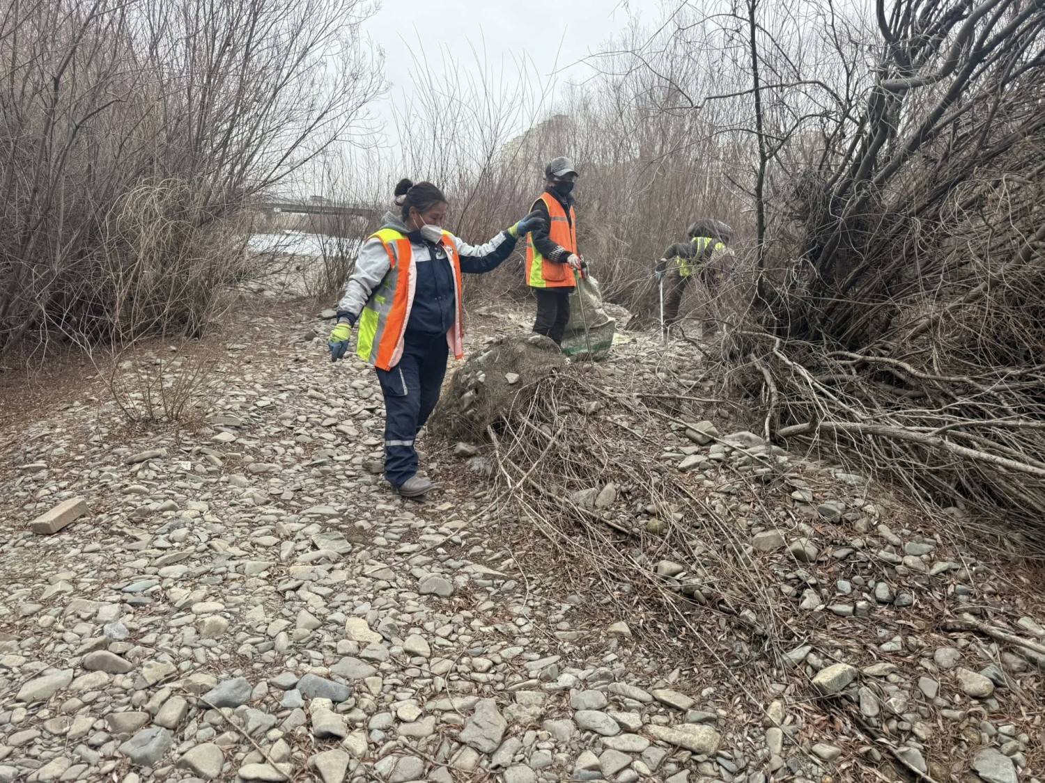 Өнөөдрөөс Туул голын ай савыг цэвэрлэж байна