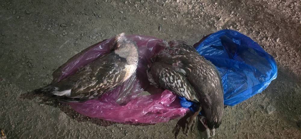 Говь-Алтайд "Алтайн хойлог" хууль бусаар тээвэрлэж явсныг илрүүллээ